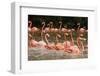 Caribbean flamingo flock, Yucatan Peninsula, Mexico-Claudio Contreras-Framed Photographic Print