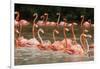 Caribbean flamingo flock, Yucatan Peninsula, Mexico-Claudio Contreras-Framed Photographic Print