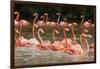 Caribbean flamingo flock, Yucatan Peninsula, Mexico-Claudio Contreras-Framed Photographic Print