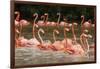 Caribbean flamingo flock, Yucatan Peninsula, Mexico-Claudio Contreras-Framed Photographic Print