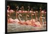 Caribbean flamingo flock, Yucatan Peninsula, Mexico-Claudio Contreras-Framed Photographic Print