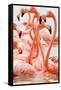 Caribbean flamingo flock, Yucatan Peninsula, Mexico-Claudio Contreras-Framed Stretched Canvas