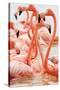 Caribbean flamingo flock, Yucatan Peninsula, Mexico-Claudio Contreras-Stretched Canvas