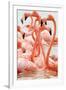 Caribbean flamingo flock, Yucatan Peninsula, Mexico-Claudio Contreras-Framed Photographic Print