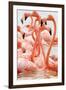 Caribbean flamingo flock, Yucatan Peninsula, Mexico-Claudio Contreras-Framed Photographic Print