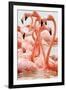 Caribbean flamingo flock, Yucatan Peninsula, Mexico-Claudio Contreras-Framed Photographic Print