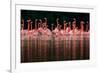 Caribbean flamingo group courtship display, Mexico-Claudio Contreras-Framed Photographic Print