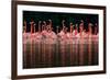 Caribbean flamingo group courtship display, Mexico-Claudio Contreras-Framed Photographic Print