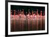 Caribbean flamingo group courtship display, Mexico-Claudio Contreras-Framed Photographic Print