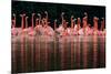 Caribbean flamingo group courtship display, Mexico-Claudio Contreras-Mounted Photographic Print