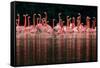 Caribbean flamingo group courtship display, Mexico-Claudio Contreras-Framed Stretched Canvas