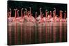 Caribbean flamingo group courtship display, Mexico-Claudio Contreras-Stretched Canvas