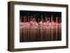 Caribbean flamingo group courtship display, Mexico-Claudio Contreras-Framed Photographic Print