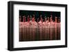 Caribbean flamingo group courtship display, Mexico-Claudio Contreras-Framed Photographic Print