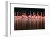 Caribbean flamingo group courtship display, Mexico-Claudio Contreras-Framed Photographic Print