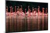 Caribbean flamingo group courtship display, Mexico-Claudio Contreras-Mounted Photographic Print