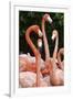 Caribbean flamingo group, Yucatan Peninsula, Mexico-Claudio Contreras-Framed Photographic Print