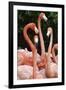 Caribbean flamingo group, Yucatan Peninsula, Mexico-Claudio Contreras-Framed Photographic Print