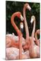 Caribbean flamingo group, Yucatan Peninsula, Mexico-Claudio Contreras-Mounted Photographic Print