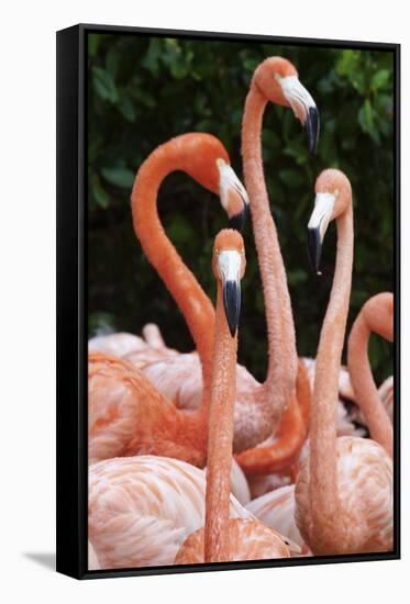 Caribbean flamingo group, Yucatan Peninsula, Mexico-Claudio Contreras-Framed Stretched Canvas