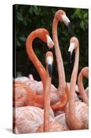 Caribbean flamingo group, Yucatan Peninsula, Mexico-Claudio Contreras-Stretched Canvas