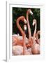 Caribbean flamingo group, Yucatan Peninsula, Mexico-Claudio Contreras-Framed Photographic Print