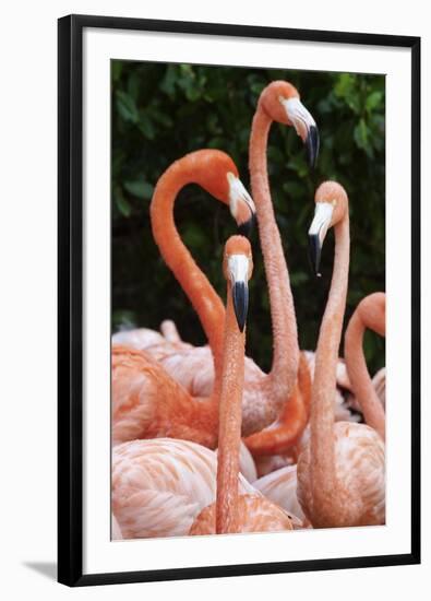 Caribbean flamingo group, Yucatan Peninsula, Mexico-Claudio Contreras-Framed Photographic Print