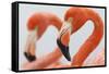 Caribbean flamingo in the breeding colony, Yucatan, Mexico-Claudio Contreras-Framed Stretched Canvas