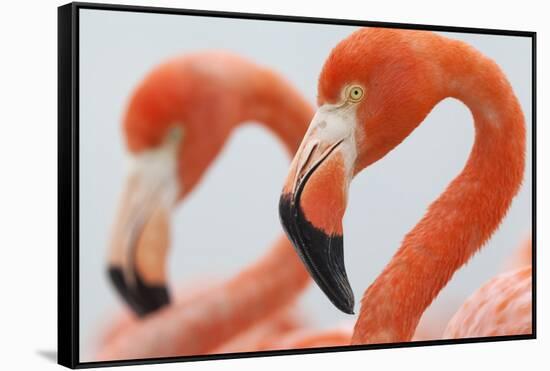 Caribbean flamingo in the breeding colony, Yucatan, Mexico-Claudio Contreras-Framed Stretched Canvas