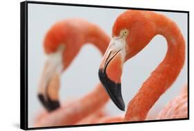 Caribbean flamingo in the breeding colony, Yucatan, Mexico-Claudio Contreras-Framed Stretched Canvas