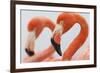 Caribbean flamingo in the breeding colony, Yucatan, Mexico-Claudio Contreras-Framed Photographic Print