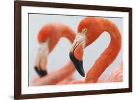 Caribbean flamingo in the breeding colony, Yucatan, Mexico-Claudio Contreras-Framed Photographic Print