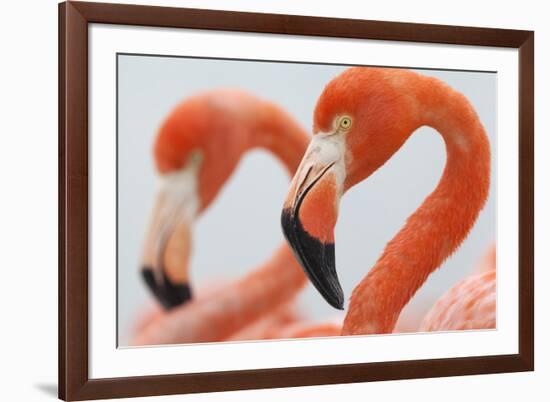 Caribbean flamingo in the breeding colony, Yucatan, Mexico-Claudio Contreras-Framed Photographic Print