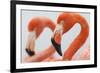 Caribbean flamingo in the breeding colony, Yucatan, Mexico-Claudio Contreras-Framed Photographic Print