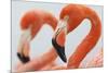 Caribbean flamingo in the breeding colony, Yucatan, Mexico-Claudio Contreras-Mounted Photographic Print