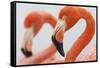 Caribbean flamingo in the breeding colony, Yucatan, Mexico-Claudio Contreras-Framed Stretched Canvas