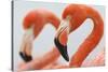 Caribbean flamingo in the breeding colony, Yucatan, Mexico-Claudio Contreras-Stretched Canvas