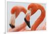 Caribbean flamingo in the breeding colony, Yucatan, Mexico-Claudio Contreras-Framed Photographic Print