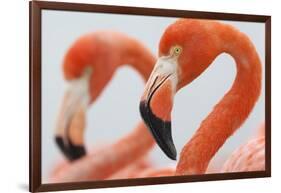 Caribbean flamingo in the breeding colony, Yucatan, Mexico-Claudio Contreras-Framed Photographic Print