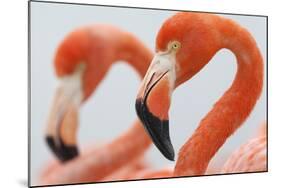 Caribbean flamingo in the breeding colony, Yucatan, Mexico-Claudio Contreras-Mounted Photographic Print