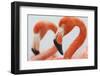 Caribbean flamingo in the breeding colony, Yucatan, Mexico-Claudio Contreras-Framed Photographic Print