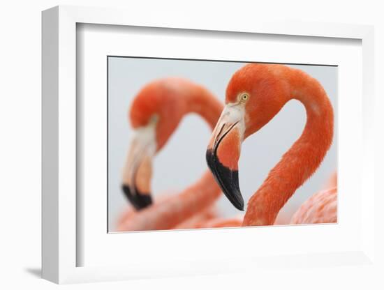 Caribbean flamingo in the breeding colony, Yucatan, Mexico-Claudio Contreras-Framed Photographic Print