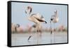 Caribbean Flamingo juvenile, Yucatan Peninsula, Mexico-Claudio Contreras-Framed Stretched Canvas