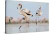 Caribbean Flamingo juvenile, Yucatan Peninsula, Mexico-Claudio Contreras-Stretched Canvas