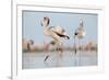 Caribbean Flamingo juvenile, Yucatan Peninsula, Mexico-Claudio Contreras-Framed Photographic Print