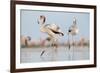 Caribbean Flamingo juvenile, Yucatan Peninsula, Mexico-Claudio Contreras-Framed Photographic Print