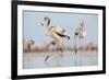 Caribbean Flamingo juvenile, Yucatan Peninsula, Mexico-Claudio Contreras-Framed Photographic Print