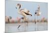 Caribbean Flamingo juvenile, Yucatan Peninsula, Mexico-Claudio Contreras-Mounted Photographic Print