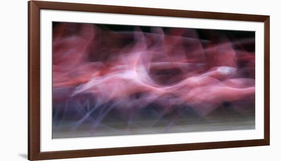 Caribbean Flamingo (Phoenicopterus Ruber) About to Take Off to Roosting Site-Claudio Contreras-Framed Photographic Print