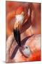 Caribbean Flamingo (Phoenicopterus Ruber) Adult Feeding Chick-Claudio Contreras-Mounted Photographic Print